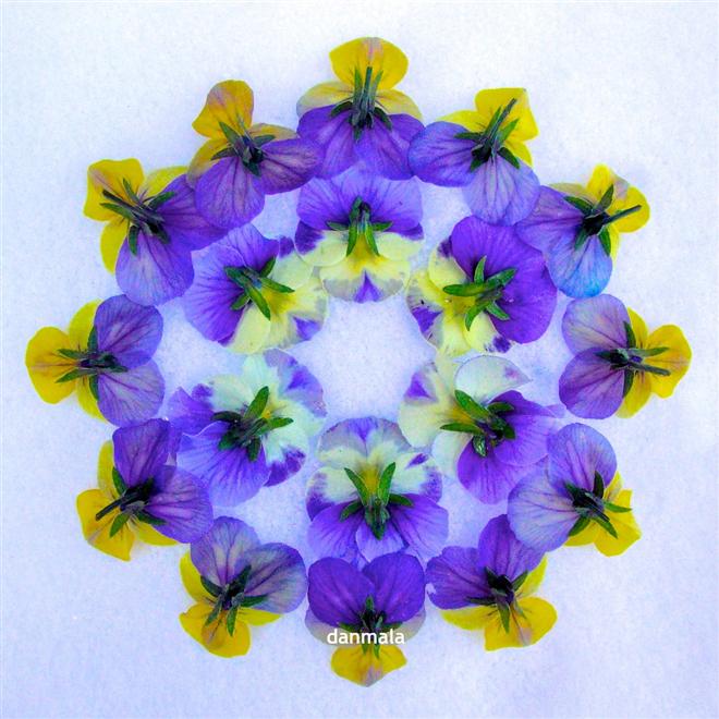 هنرنمايي هاي شگفت انگيز با گلبرگ ها توسط دن مالا